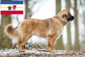 Lee más sobre el artículo Criadores de Leonberger y cachorros en Mecklemburgo-Pomerania Occidental