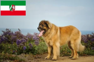 Lee más sobre el artículo Criadores de Leonberger y cachorros en Renania del Norte-Westfalia