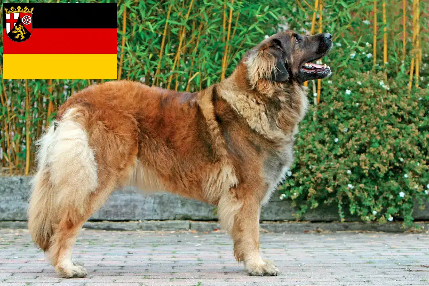 Lee más sobre el artículo Criadores de Leonberger y cachorros en Renania-Palatinado