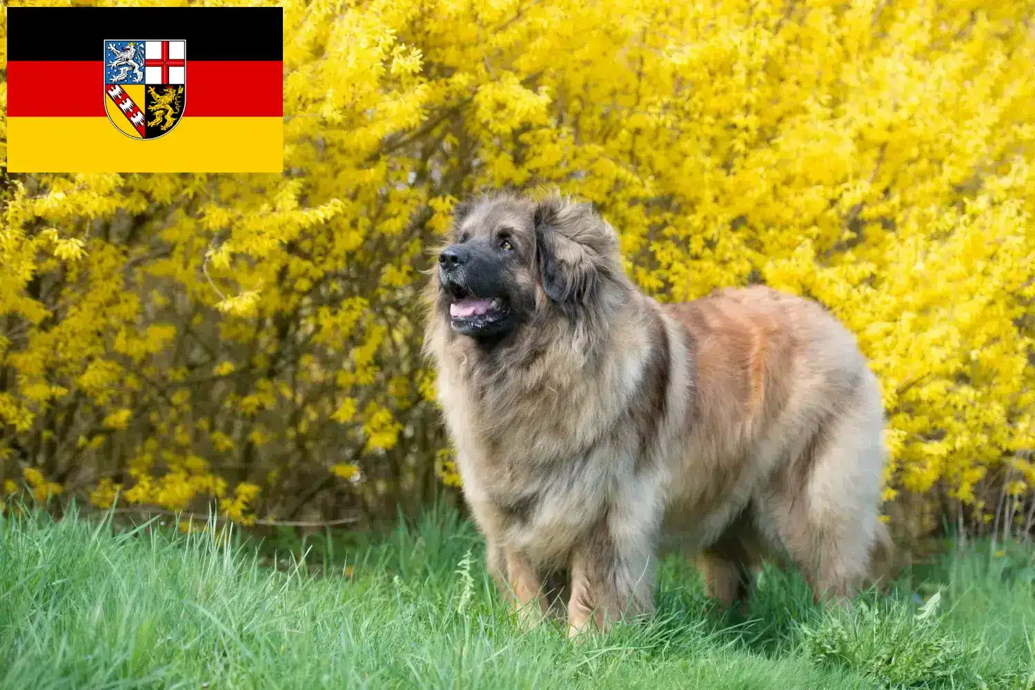 Lee más sobre el artículo Criadores de Leonberger y cachorros en Sarre