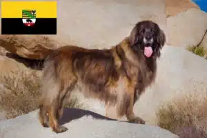 Lee más sobre el artículo Criadores de Leonberger y cachorros en Sajonia-Anhalt