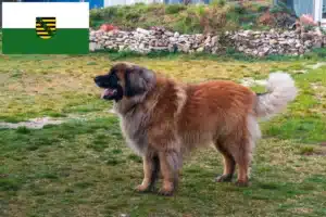 Lee más sobre el artículo Criadores de Leonberger y cachorros en Sajonia