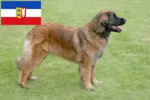 Lee más sobre el artículo Criadores de Leonberger y cachorros en Schleswig-Holstein