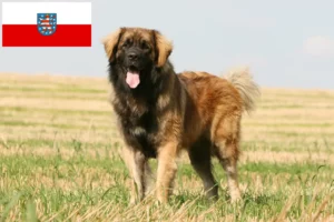 Lee más sobre el artículo Criadores de Leonberger y cachorros en Turingia