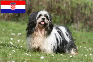 Lee más sobre el artículo Criadores de Lhasa Apso y cachorros en Croacia