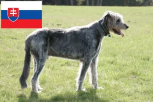 Lee más sobre el artículo Criadores y cachorros de Irish Wolfhound en Eslovaquia