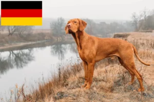 Lee más sobre el artículo Criadores de Vizsla magiar y cachorros en Alemania