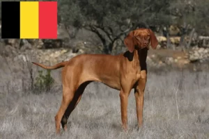 Lee más sobre el artículo Criadores de Vizsla magiar y cachorros en Bélgica