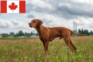 Lee más sobre el artículo Magyar Vizsla criadores y cachorros en Canadá