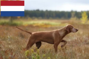 Lee más sobre el artículo Criadores de Vizsla magiar y cachorros en los Países Bajos