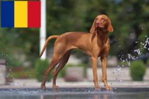 Lee más sobre el artículo Criadores de Vizsla magiar y cachorros en Rumanía