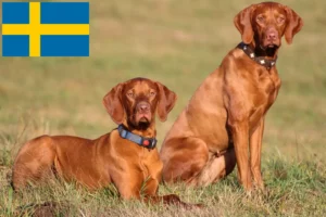 Lee más sobre el artículo Criadores de Vizsla magiar y cachorros en Suecia