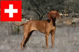 Lee más sobre el artículo Criadores de Vizsla magiar y cachorros en Suiza