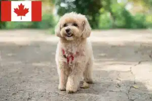 Lee más sobre el artículo Criadores de Maltipoo y cachorros en Canadá