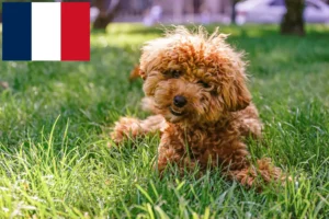 Lee más sobre el artículo Criadores de Maltipoo y cachorros en Francia