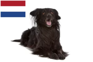 Lee más sobre el artículo Criadores de Markiesje y cachorros en Países Bajos