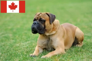 Lee más sobre el artículo Criadores de mastines y cachorros en Canadá