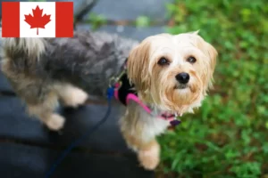 Lee más sobre el artículo Criadores de Morkie y cachorros en Canadá