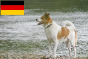 Lee más sobre el artículo Norrbottenspitz criadores y cachorros en Alemania