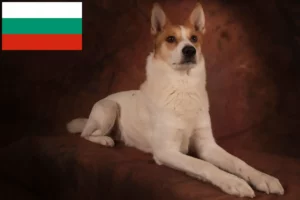 Lee más sobre el artículo Criadores y cachorros de Norrbottenspitz en Bulgaria