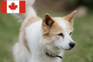 Lee más sobre el artículo Criadores y cachorros de Norrbottenspitz en Canadá