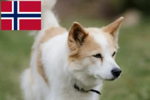 Lee más sobre el artículo Norrbottenspitz criadores y cachorros en Noruega