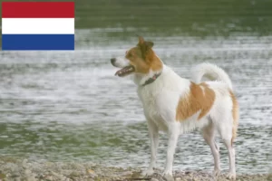 Lee más sobre el artículo Norrbottenspitz criadores y cachorros en Países Bajos