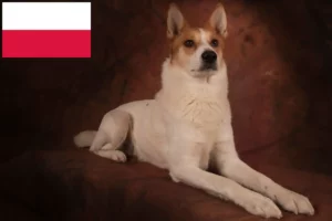 Lee más sobre el artículo Criadores y cachorros de Norrbottenspitz en Polonia