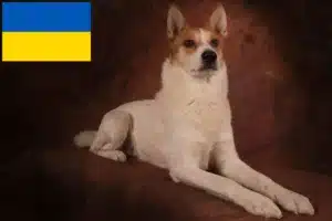 Lee más sobre el artículo Norrbottenspitz criadores y cachorros en Ucrania