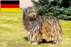 Lee más sobre el artículo Criadores de Perros Pastor Bergamasco y Cachorros en Alemania