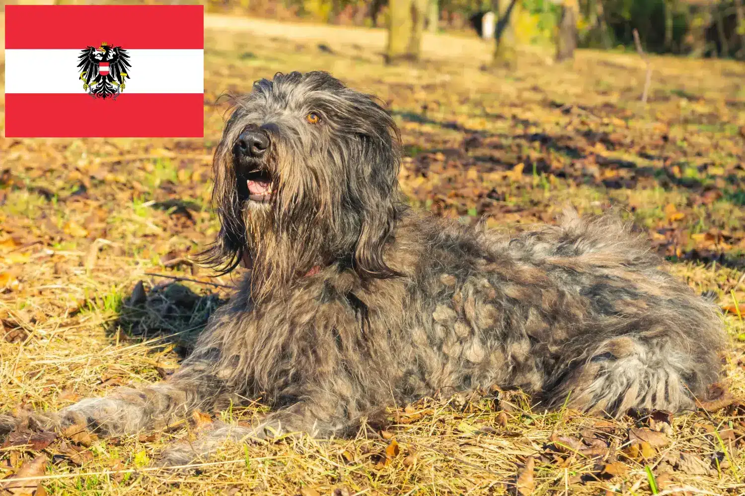 Lee más sobre el artículo Criadores de Perros Pastor Bergamasco y Cachorros en Austria