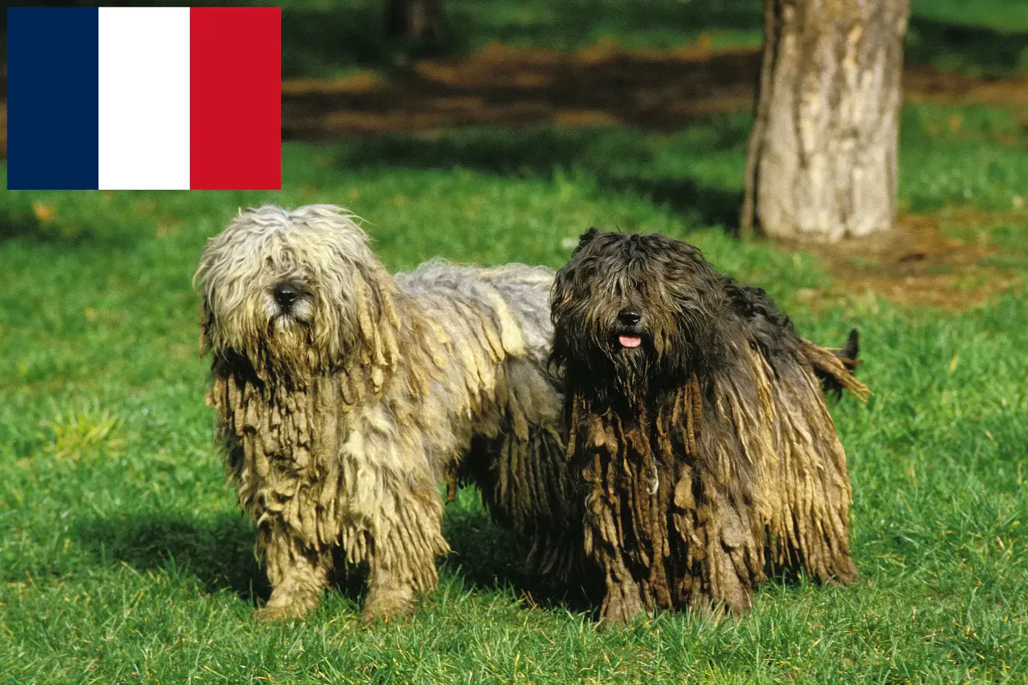 Lee más sobre el artículo Pastor Bergamasco Criador y Cachorros en Francia