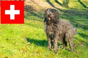 Lee más sobre el artículo Criadores de Perros Pastor Bergamasco y Cachorros en Suiza