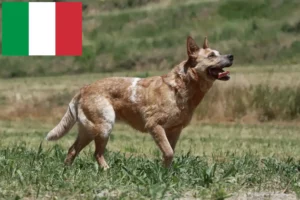 Lee más sobre el artículo Criadores de Perros Boyeros Australianos y cachorros en Italia