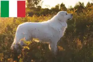 Lee más sobre el artículo Criadores de perros pastores de los Abruzos de Maremma y cachorros en Italia