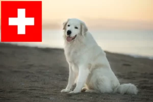 Lee más sobre el artículo Criadores de perros pastores de los Abruzos de Maremma y cachorros en Suiza