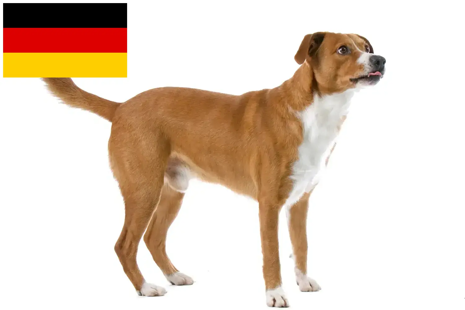 Lee más sobre el artículo Pinscher austriaco criador y cachorros en Alemania