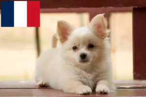 Lee más sobre el artículo Criadores de Pomchi y cachorros en Francia