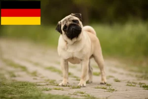 Lee más sobre el artículo Criadores de dogos y cachorros en Alemania