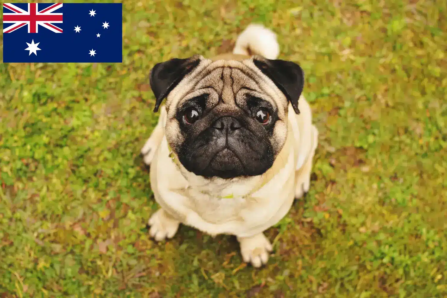 Lee más sobre el artículo Criadores de dogos y cachorros en Australia