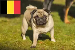 Lee más sobre el artículo Criadores de dogos y cachorros en Bélgica