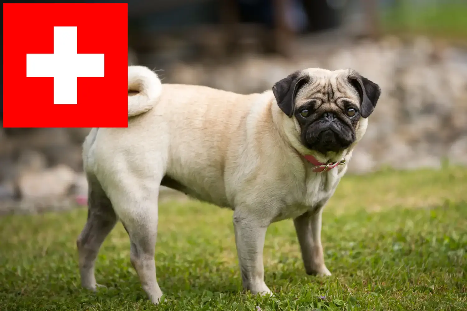 Lee más sobre el artículo Criadores de dogos y cachorros en Suiza