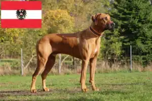 Lee más sobre el artículo Criadores y cachorros de Rhodesian Ridgeback en Austria