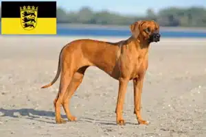 Lee más sobre el artículo Criadores de Rhodesian Ridgeback y cachorros en Baden-Württemberg