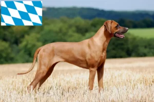 Lee más sobre el artículo Criadores y cachorros de Rhodesian Ridgeback en Baviera