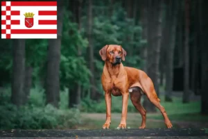 Lee más sobre el artículo Criador de Rhodesian Ridgeback y cachorros en Bremen