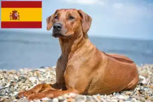 Lee más sobre el artículo Criadores y cachorros de Rhodesian Ridgeback en España