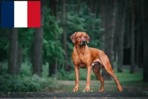 Lee más sobre el artículo Criadores y cachorros de Rhodesian Ridgeback en Francia