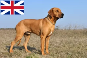 Lee más sobre el artículo Criadores y cachorros de Rhodesian Ridgeback en Gran Bretaña