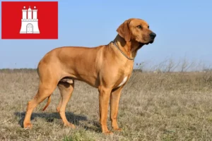 Lee más sobre el artículo Criador de Rhodesian Ridgeback y cachorros en Hamburgo